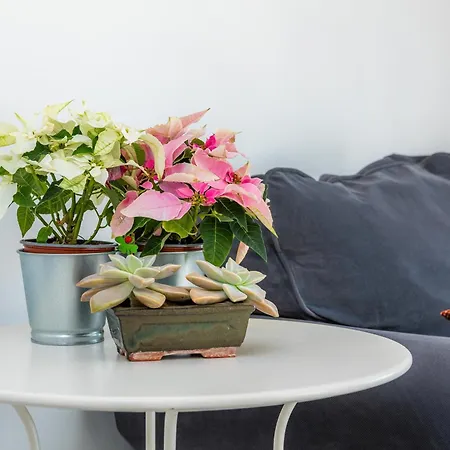 Apartament Picafort Sea Breeze *